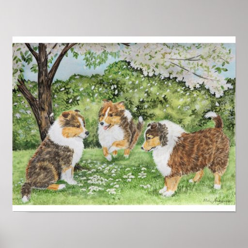 Sheltie Spring Posters