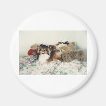 Sheltie with Stuffed Animals Refrigerator Magnet