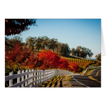 Shenandoah Valley Plymouth Ca Vineyards Cards