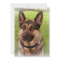 Shepherd Dog Invitation