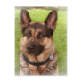 Shepherd Dog Postcard