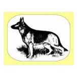 Shepherd Profile Postcard