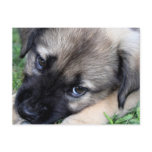 Shepherd Puppy Photo Postcard