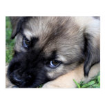 Shepherd Puppy Photo Postcard