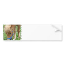 Shetland Pony Bumper Stickers bumper stickers