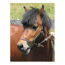 Shetland Pony Design Postcard