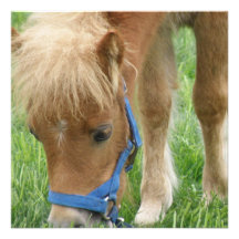 Shetland Pony Invitation