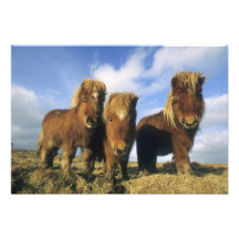 Shetland Pony, mainland Shetland Islands, Photo Art