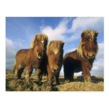 Shetland Pony, mainland Shetland Islands, Post Card
