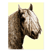 Shetland Pony Post Cards