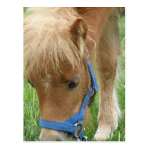 Shetland Pony Postcard