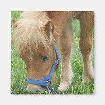 Shetland Pony Square Magnet