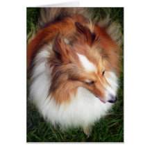 Shetland Sheep Dog Cards
