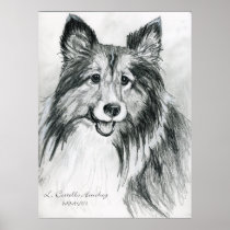 Shetland Sheepdog 1 Print
