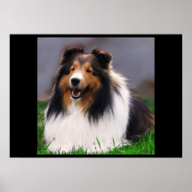 Shetland Sheepdog Art Print