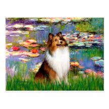 Shetland Sheepdog (Bz) - Lilies 2 Postcards