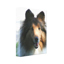 Shetland Sheepdog Canvas Prints