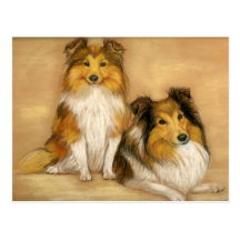 Shetland Sheepdog Dog Art Postcard