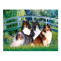 Shetland Sheepdog (four) - Bridge Post Cards