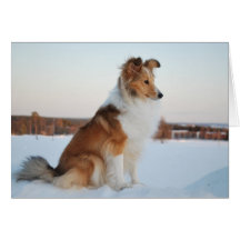 Shetland sheepdog paper product hälsningskort