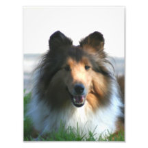 Shetland Sheepdog Photograph