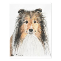 Shetland Sheepdog Post Card