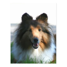 Shetland Sheepdog Post Cards