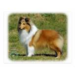 Shetland Sheepdog Postcard