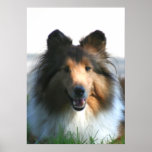 Shetland sheepdog poster