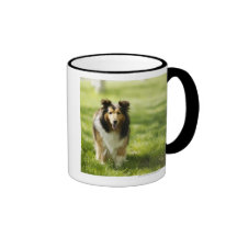 Shetland Sheepdog running on the grass Coffee Mugs