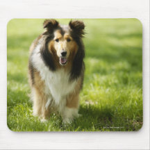 Shetland Sheepdog running on the grass Mousepads