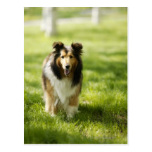Shetland Sheepdog running on the grass Postcard