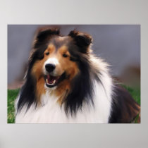 Shetland Sheepdog Sheltie Art Gifts Posters