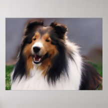 Shetland Sheepdog Sheltie Art Gifts Posters