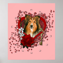 shetland+sheepdog,shetland+sheepdogs,sheltie,shelt posters