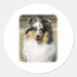 Shetland Sheepdog Stickers
