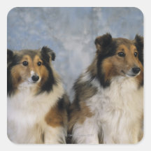 Shetland Sheepdogs Stickers