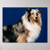 Shetlie (Merle) Print