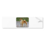 Shiba Inu bumper stickers