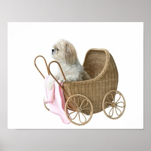 Shih Tzu baby carriage Poster