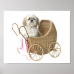 Shih Tzu baby carriage Posters
