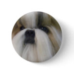 Shih Tzu Pin