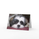 Shih Tzu Dog Cards