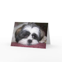 Shih Tzu Dog Cards