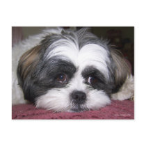 Shih Tzu Dog Postcard