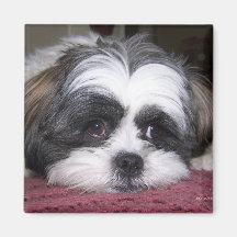 Shih Tzu Dog Refrigerator Magnets