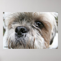 Shih Tzu Face Print