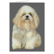 Shih Tzu Greeting Card
