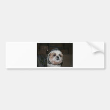 Shih Tzu Hat Bumper Sticker