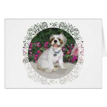 Shih Tzu in a Garden Setting Greeting Cards